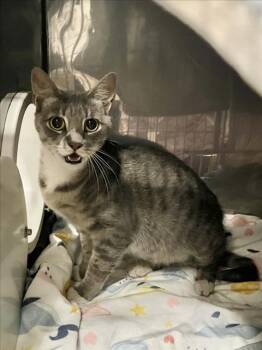 A227465 -  Domestic Short Hair Cat for Adoption in Woodland, California - A227465 | PetCurious