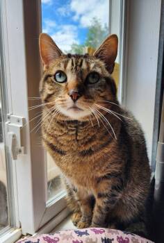 Whiskers (bonded pair) -  Domestic Short Hair Cat for Adoption in Ely, Minnesota - Whiskers (bonded Pair) | PetCurious