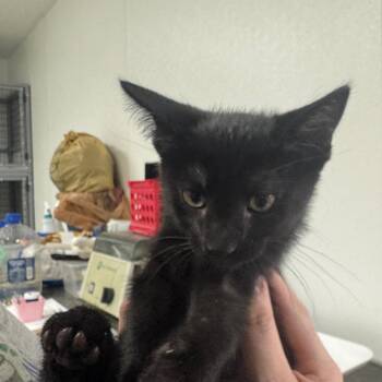 Ebony -  Domestic Short Hair Cat for Adoption in Shelbyville, Illinois - Ebony | PetCurious
