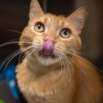 Clyde -  Domestic Short Hair Cat for Adoption in Twentynine Palms, California - Clyde | PetCurious