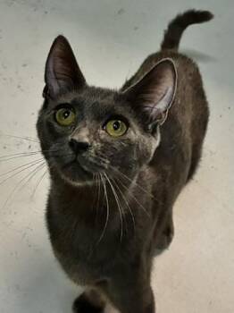 Smokey -  Domestic Short Hair Cat for Adoption in Emporia, Virginia - Smokey | PetCurious