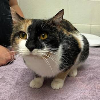 Eevee -  Domestic Short Hair Cat for Adoption in Murray, Utah - Eevee | PetCurious