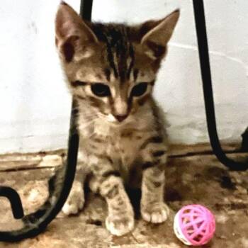 Speedy* -  Domestic Short Hair Cat for Adoption in San Gabriel, California - Speedy* | PetCurious