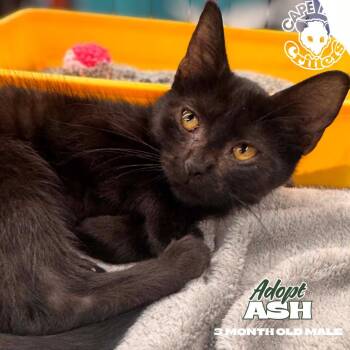 Ash -  Domestic Short Hair Cat for Adoption in Wilmington, North Carolina - Ash | PetCurious