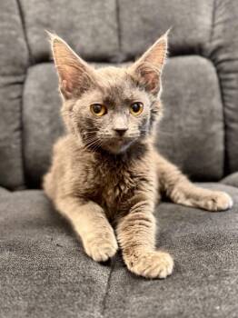 Dolly Purrton -  Domestic Short Hair Cat for Adoption in Midland, Michigan - Dolly Purrton | PetCurious
