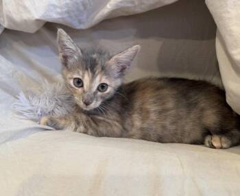 Clementine -  Torbie Cat for Adoption in Mission Viejo, California - Clementine | PetCurious