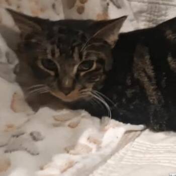 Domestic Short Hair Cats Available for Adoption - Raz | PetCurious