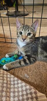 Rescue Domestic Short Hair Cats for Adoption in Santa Ana, California - Xena | PetCurious