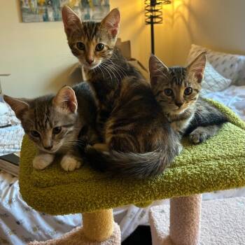 Biscotti -  Domestic Short Hair Cat for Adoption in Dekalb, Illinois - Biscotti | PetCurious