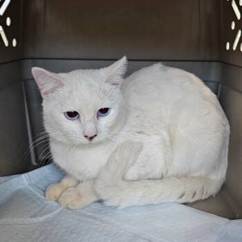 Rescue American Shorthair Cats for Adoption in Eureka Springs, Arkansas - Polar* | PetCurious