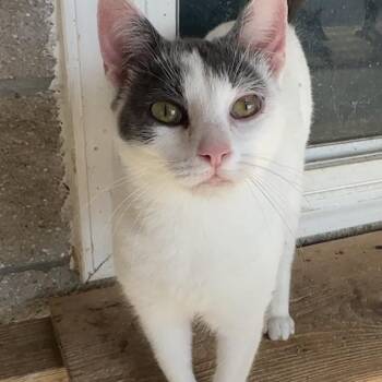 Domestic Short Hair Cats Available for Adoption - Biscuit Maker | PetCurious