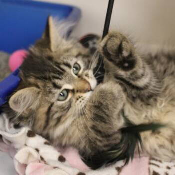 Domestic Short Hair Cats Available for Adoption in Champaign, Illinois - Muffin | PetCurious