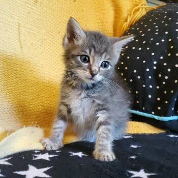 Gale -  Domestic Short Hair Cat for Adoption in Jefferson City, Tennessee - Gale | PetCurious