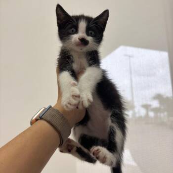 Pickles -  Domestic Short Hair Cat for Adoption in Corpus Christi, Texas - Pickles | PetCurious