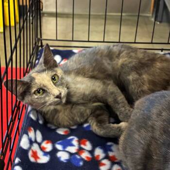 Hermione -  Domestic Short Hair Cat for Adoption in NEW PT RICHEY, Florida - Hermione | PetCurious