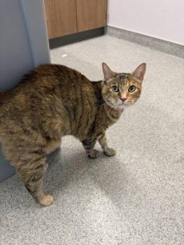 SCARLETT -  Domestic Short Hair Cat for Adoption in Loveland, Colorado - SCARLETT | PetCurious