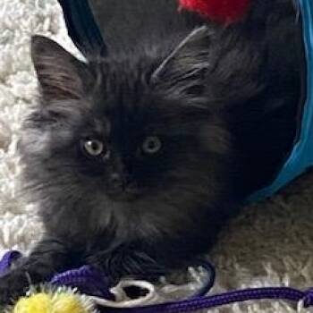 Diana Ross Langemeier -  Domestic Medium Hair Cat for Adoption in Morrison, Colorado - Diana Ross Langemeier | PetCurious
