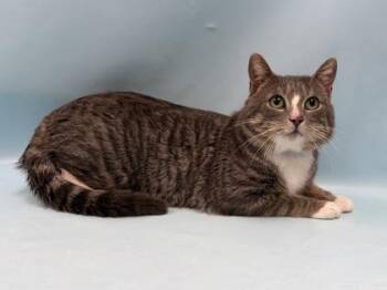 Domestic Short Hair Cats Available for Adoption - Star Kitty | PetCurious