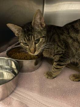 Rescue Domestic Short Hair Cats for Adoption in Burlington, Iowa - O'Malley | PetCurious