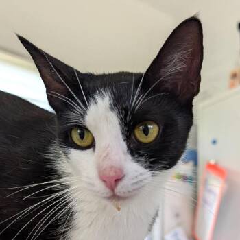 Ash -  Domestic Short Hair Cat for Adoption in Chapel Hill, North Carolina - Ash | PetCurious