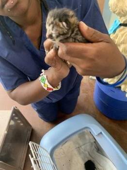 Plex -  Domestic Short Hair Cat for Adoption in New Orleans, Louisiana - Plex | PetCurious