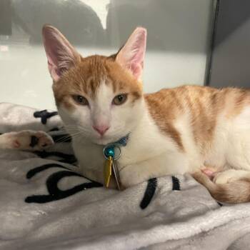 PR0694 Garden -  Domestic Short Hair Cat for Adoption in Port Washington, New York - PR0694 Garden | PetCurious