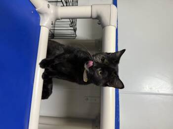 Rescue Tortoiseshell Cats for Adoption in Hendersonville, Tennessee - Graylynn | PetCurious