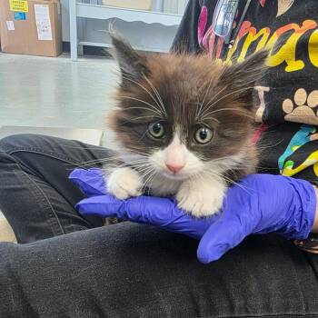 Domestic Short Hair Cats Available for Adoption - Wedge | PetCurious