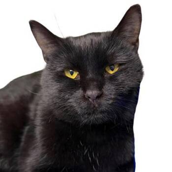 Rescue Domestic Short Hair Cats for Adoption - Cirila | PetCurious