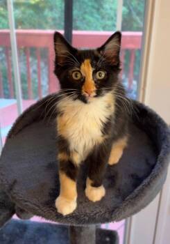 Newt -  Calico and Domestic Long Hair Cat for Adoption in Garner, North Carolina - Newt | PetCurious