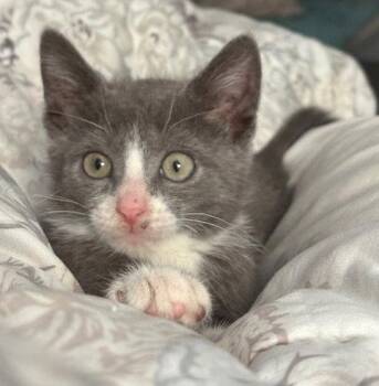 Domestic Short Hair Cats Available for Adoption in Rockaway, New Jersey - Delphine