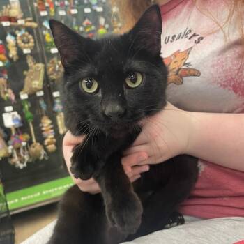 Domestic Short Hair Cats Available for Adoption in Union, Missouri - Slim | PetCurious