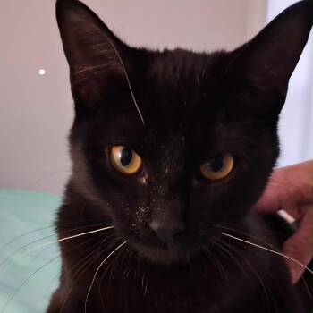 Rescue Domestic Short Hair Cats for Adoption in Brevard, North Carolina - Savvy | PetCurious