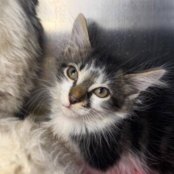 Sherman -  Domestic Short Hair Cat for Adoption in Asheville, North Carolina - Sherman | PetCurious