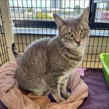 Yue -  Domestic Short Hair Cat for Adoption in Burlingame, California - Yue | PetCurious