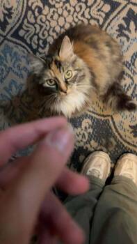 Rescue Domestic Long Hair Cats for Adoption in Clymer, Pennsylvania - Mittens | PetCurious