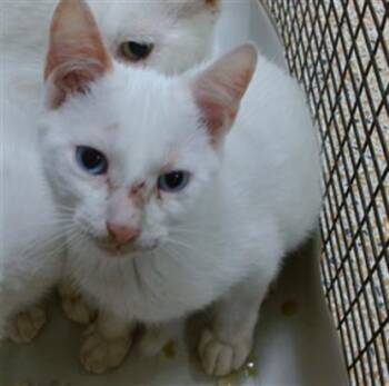 ALUCARD -  Domestic Short Hair Cat Available for Adoption in Doral, Florida - ALUCARD | PetCurious