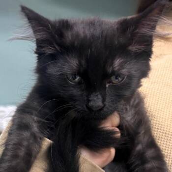 Dolly -  Domestic Short Hair Cat for Adoption in Lenexa, Kansas - Dolly | PetCurious