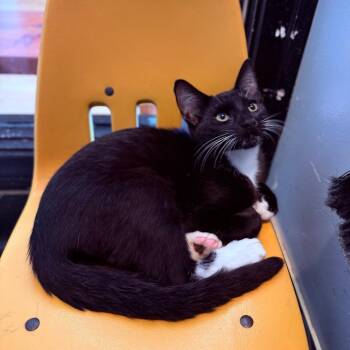 Gilberto -  Domestic Short Hair Cat for Adoption in Los Angeles, California - Gilberto | PetCurious