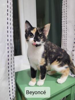 Beyonce -  Domestic Short Hair Cat for Adoption in Hudson, New Hampshire - Beyonce | PetCurious