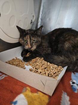 Domestic Long Hair Cats Available for Adoption - 60548277 | PetCurious