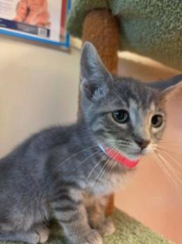 Daphne -  Domestic Short Hair Cat for Adoption in Scottsbluff, Nebraska - Daphne | PetCurious