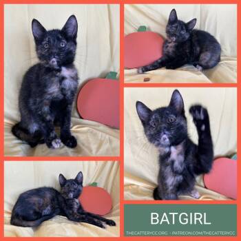 Batgirl -  Domestic Short Hair Cat for Adoption in Corpus Christi, Texas - Batgirl | PetCurious