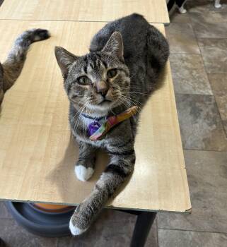 Kemp -  Domestic Short Hair Cat for Adoption in Peru, Illinois - Kemp | PetCurious