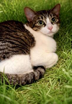 Domestic Short Hair Cats Available for Adoption - Love | PetCurious