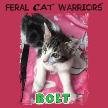 Domestic Short Hair Cats Available for Adoption in Kingman, Arizona - Bolt | PetCurious