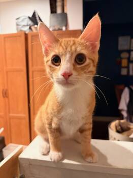 Computer Alden -  Domestic Short Hair Cat for Adoption in Philadelphia, Pennsylvania - Computer Alden | PetCurious