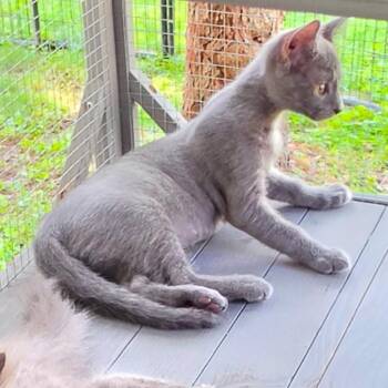 Reggie -  Domestic Short Hair Cat for Adoption in Evansville, Indiana - Reggie | PetCurious