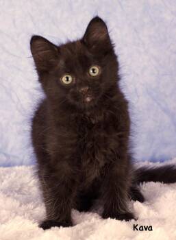Cava -  Domestic Short Hair Cat for Adoption in Gilbert, Arizona - Cava | PetCurious