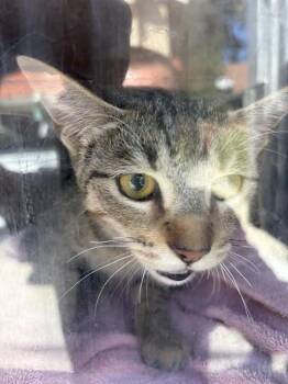 SHAW 2 -  Domestic Short Hair Cat for Adoption in Rancho Cucamonga, California - SHAW 2 | PetCurious